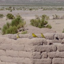 Yellow birds sitting on anadobe wall